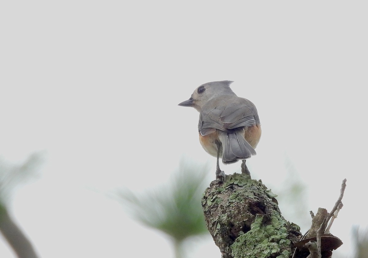 Tufted Titmouse - ML646695327