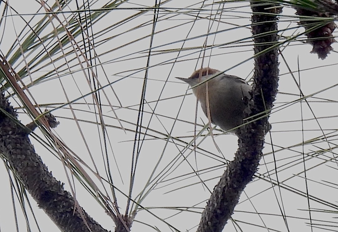Brown-headed Nuthatch - ML646695328
