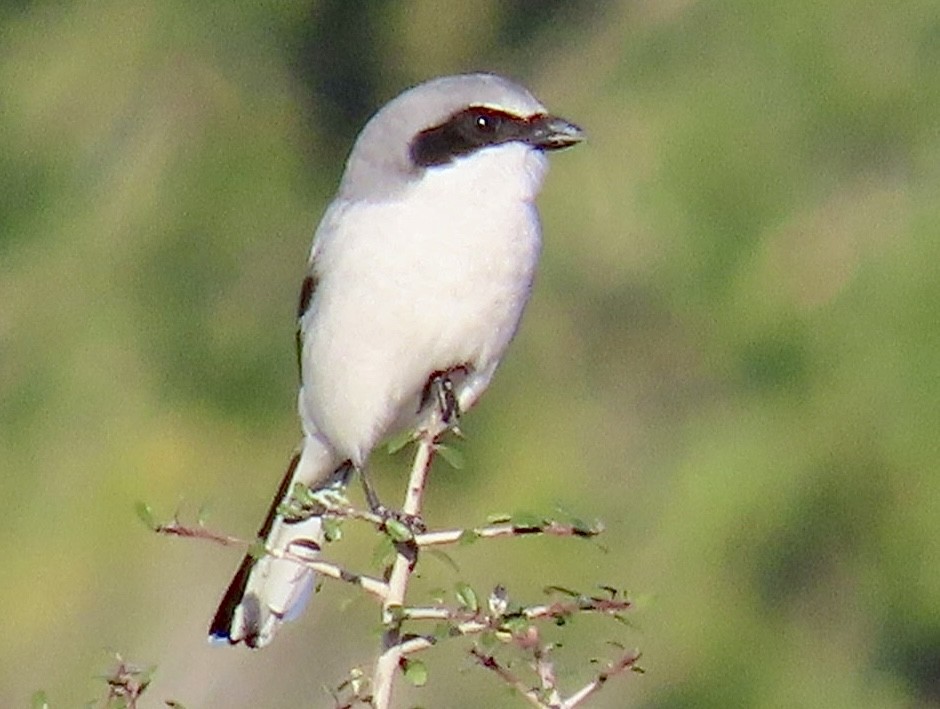 アメリカオオモズ - ML646695329