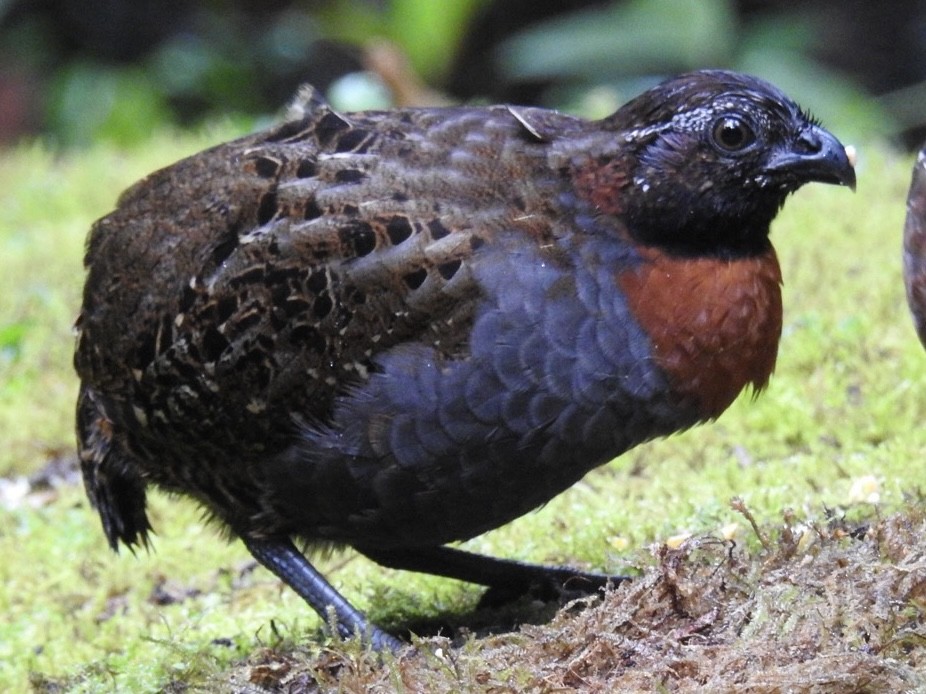 Rufous-breasted Wood-Quail - ML646695330