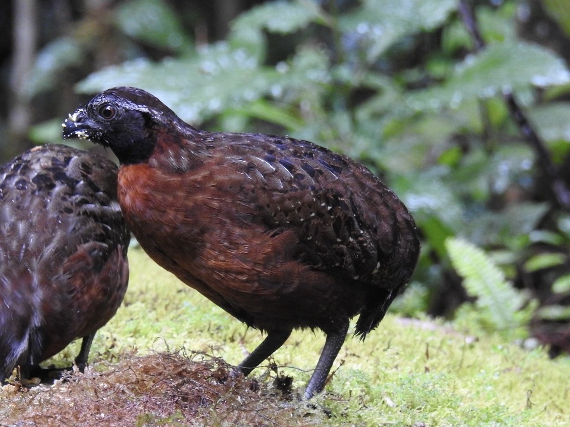 Rufous-breasted Wood-Quail - ML646695331