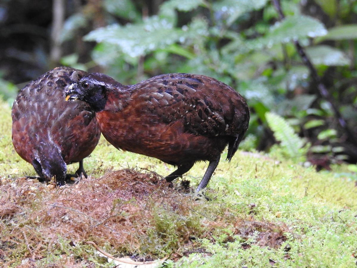 Rufous-breasted Wood-Quail - ML646695332