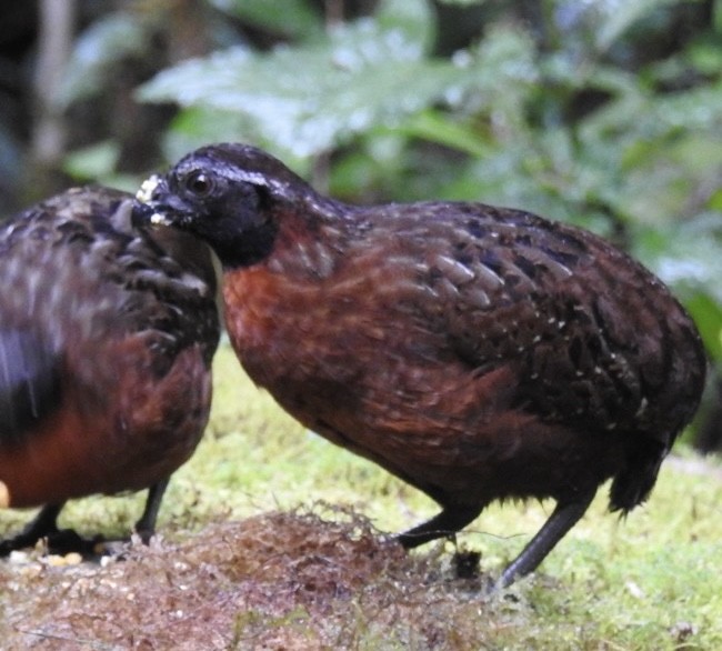 Rufous-breasted Wood-Quail - ML646695333