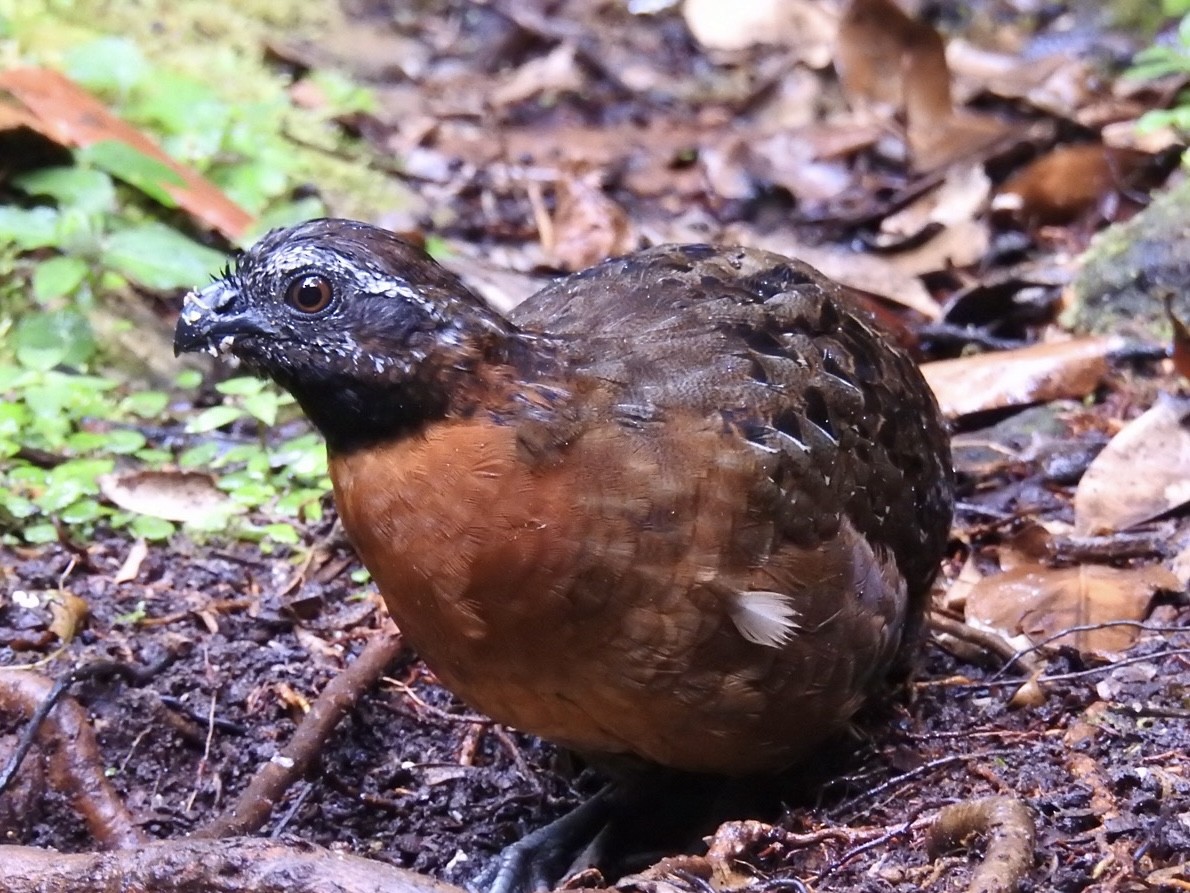 Rufous-breasted Wood-Quail - ML646695334