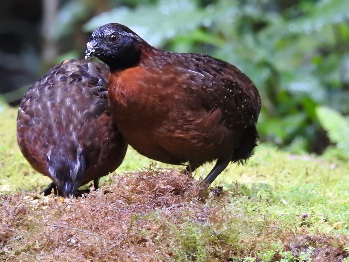 Rufous-breasted Wood-Quail - ML646695335