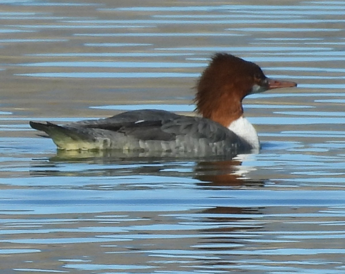 Common Merganser - ML646695336