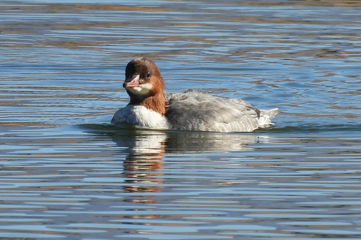 Common Merganser - ML646695337
