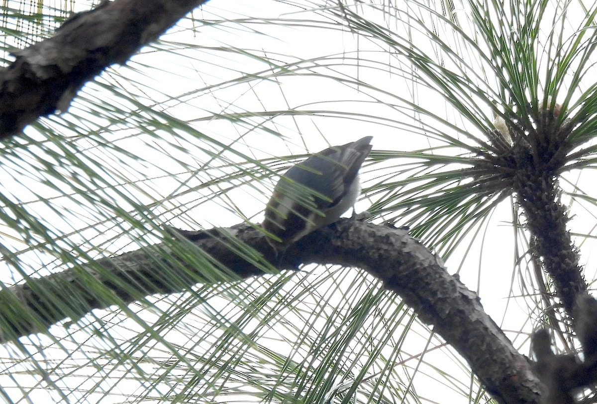 Brown-headed Nuthatch - ML646695338
