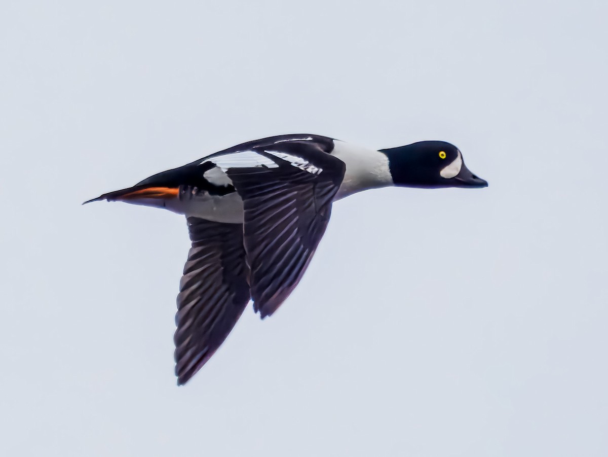 עבראש איסלנדי - ML646695339