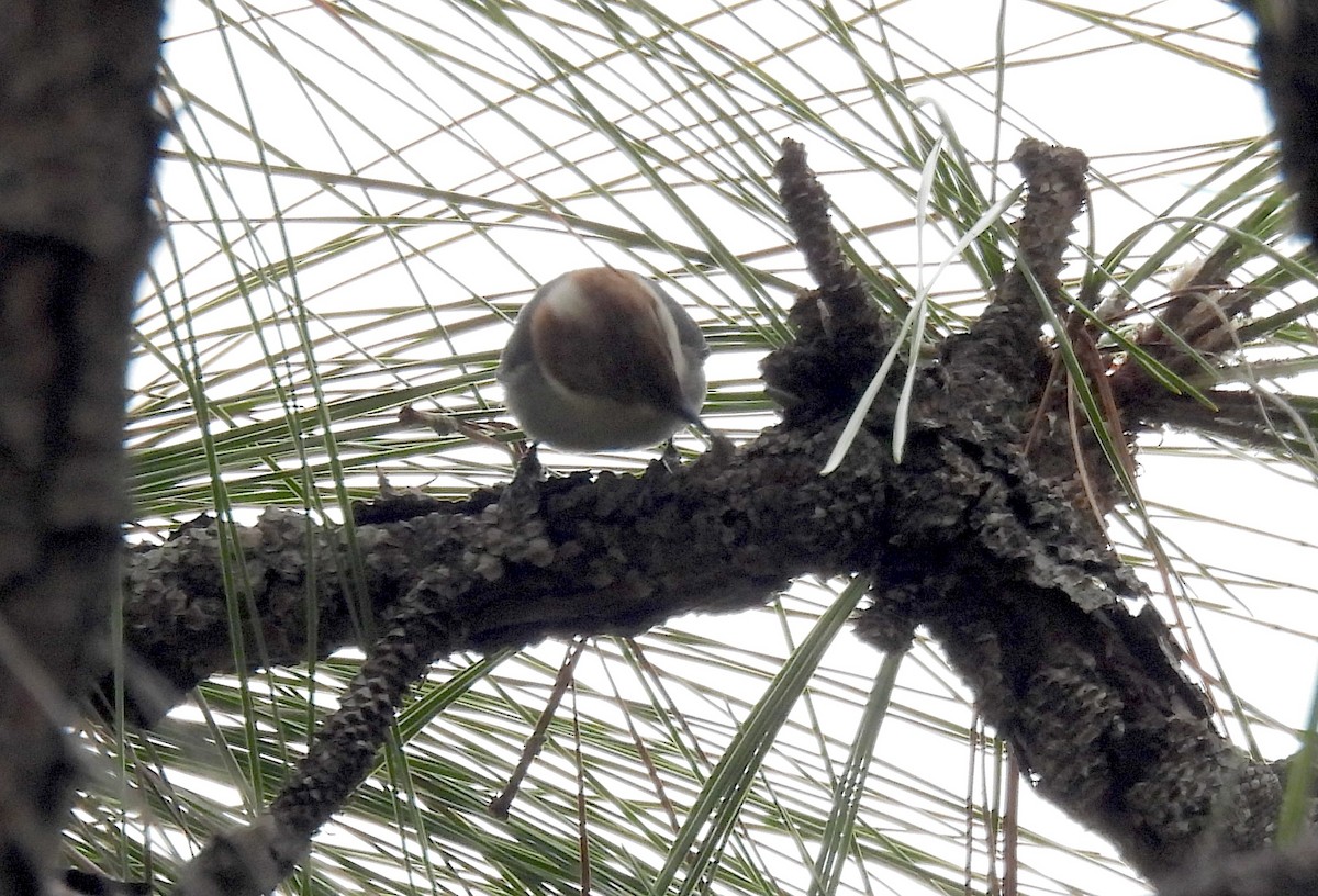 Brown-headed Nuthatch - ML646695340