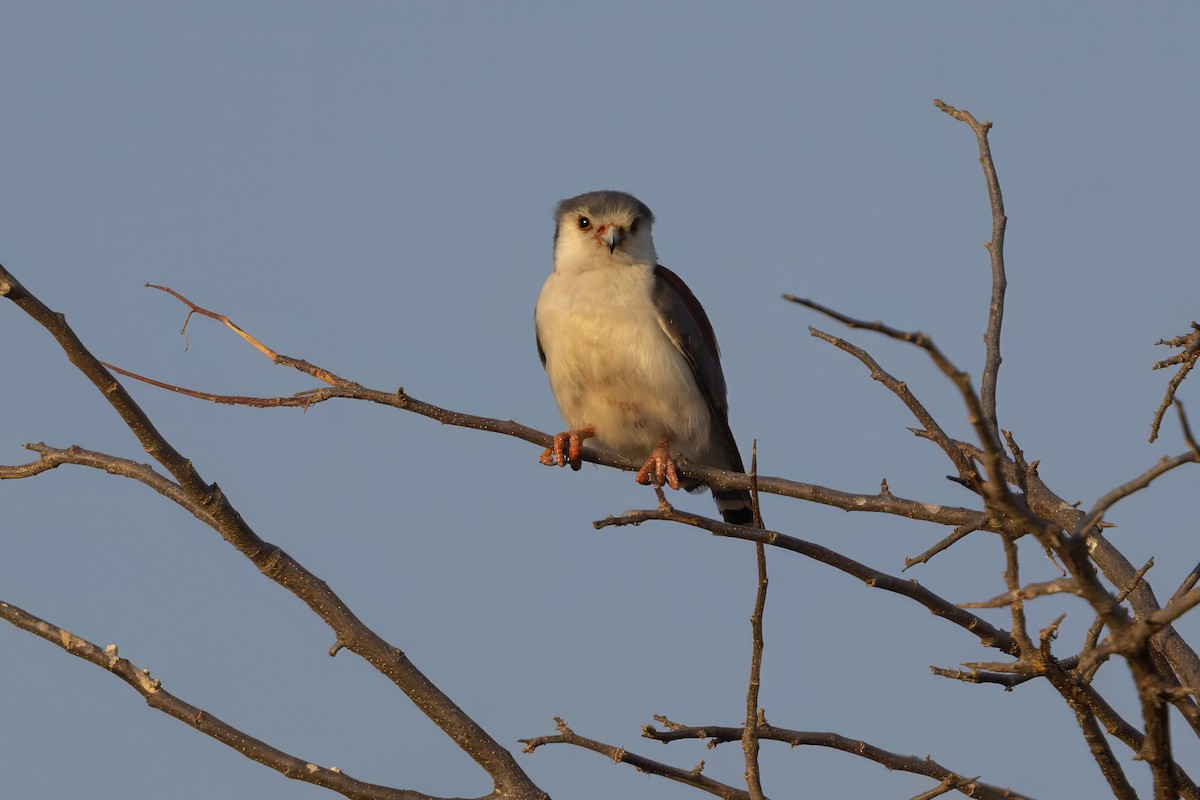 Pygmy Falcon - ML646695341
