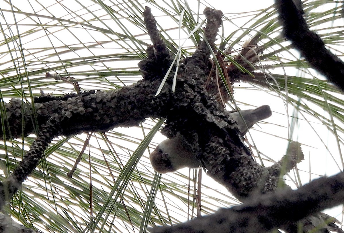 Brown-headed Nuthatch - ML646695342
