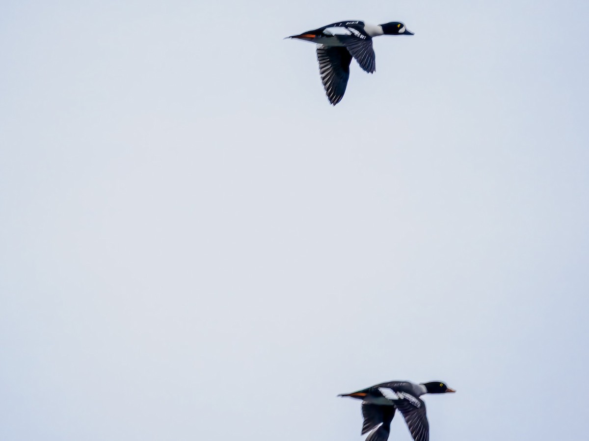 עבראש איסלנדי - ML646695347