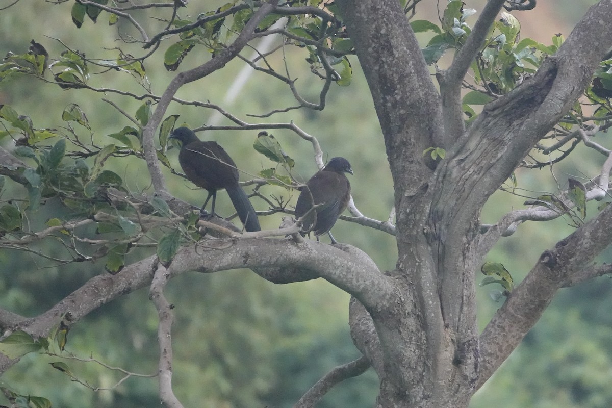 Rufous-vented Chachalaca - ML646695348
