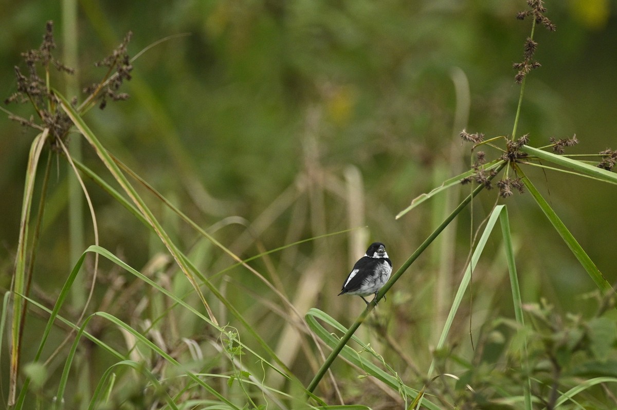 Variable Seedeater - ML646695349