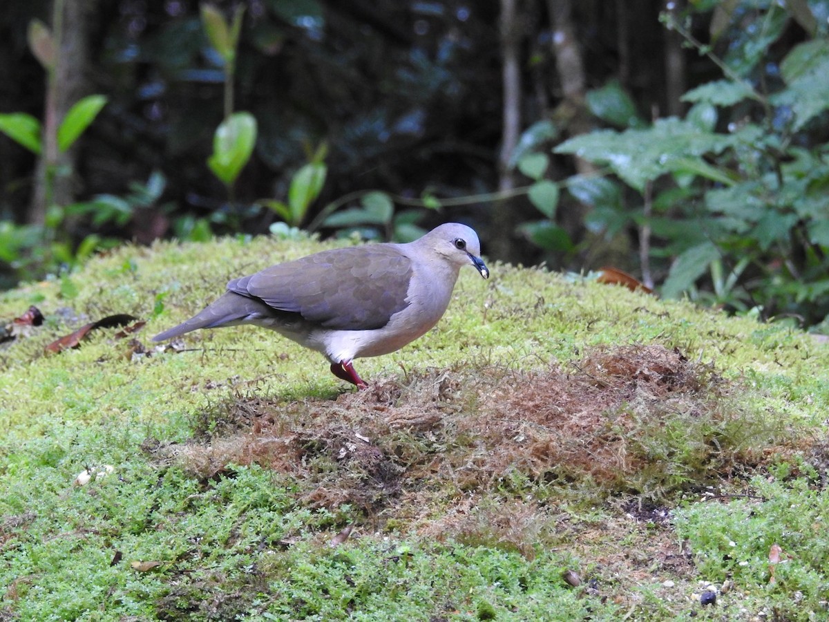 White-tipped Dove - ML646695351