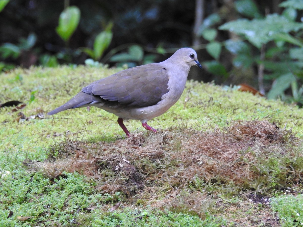 White-tipped Dove - ML646695352