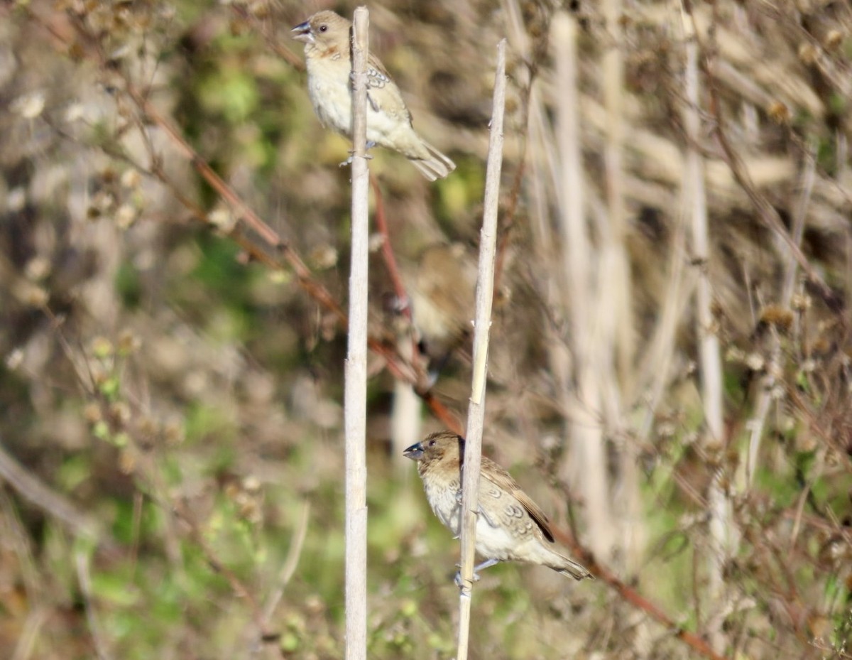 シマキンパラ - ML646695353