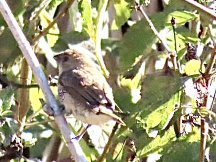 シマキンパラ - ML646695354