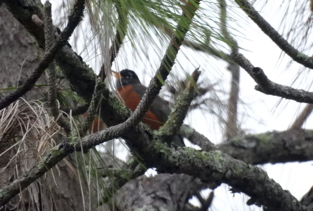 קיכלי נודד - ML646695355