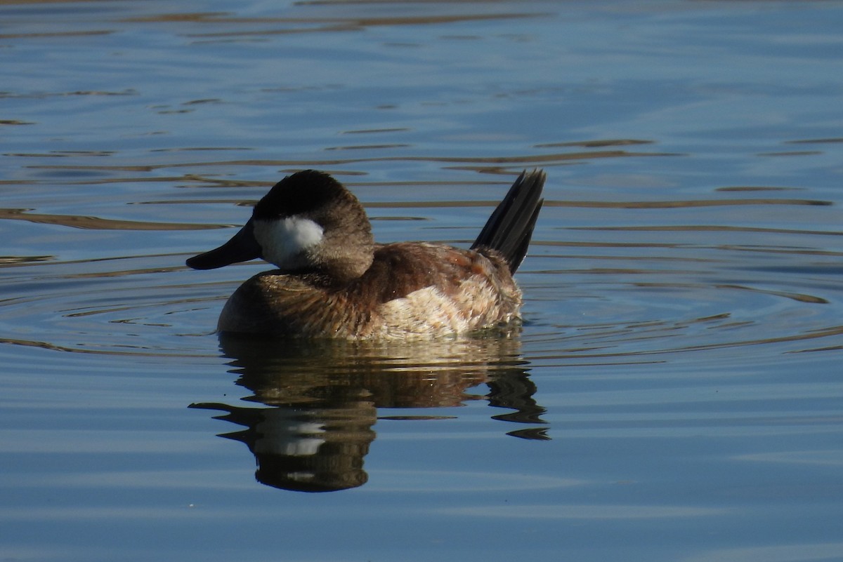 Ruddy Duck - ML646695356