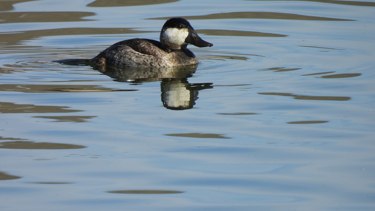 Ruddy Duck - ML646695357