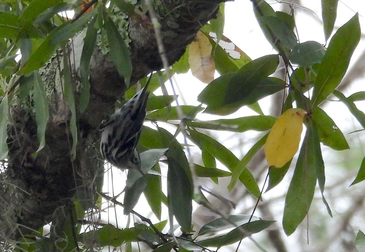 סבכון עקוד - ML646695359