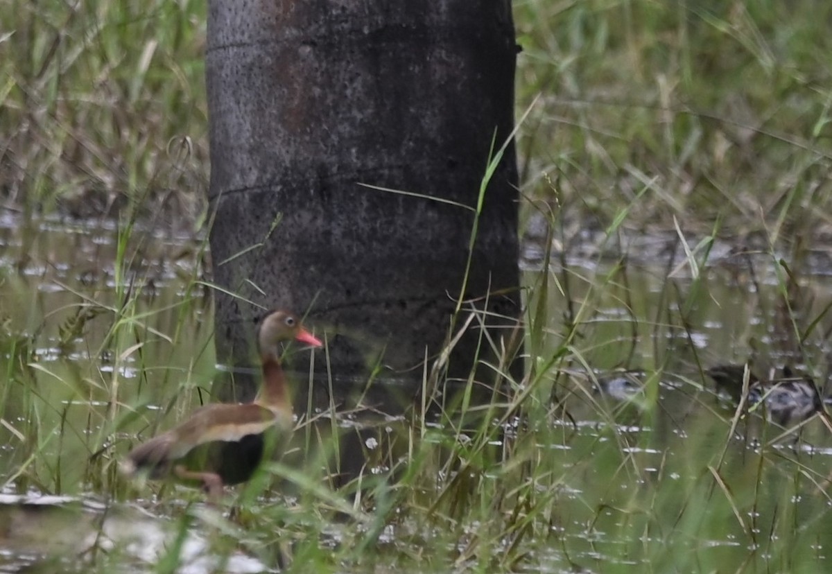 Black-bellied Whistling-Duck - ML646695361