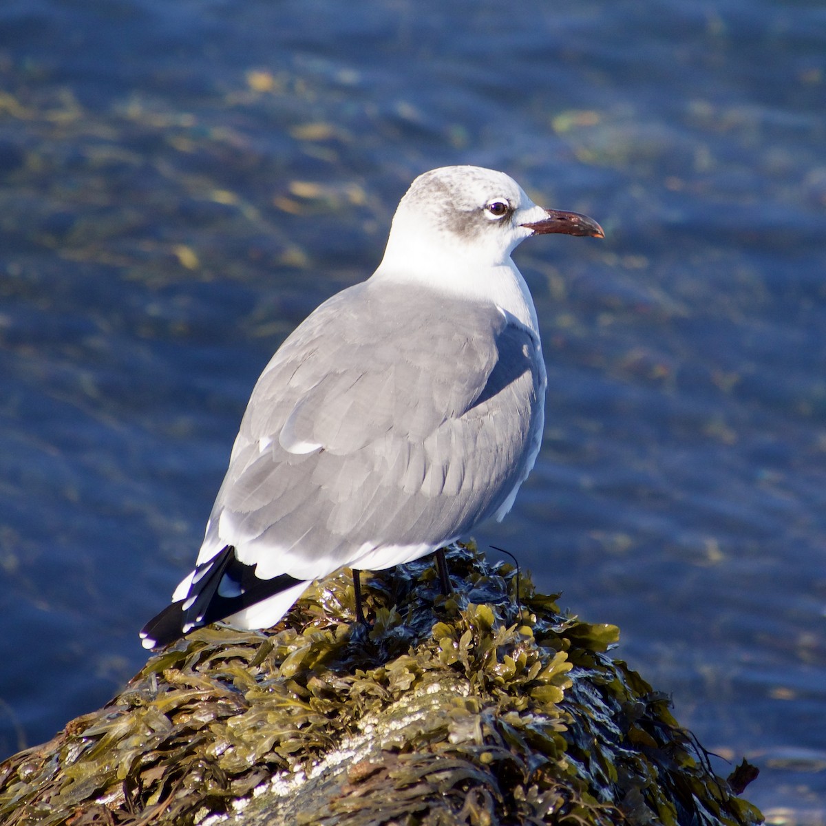 racek karibský - ML646695363