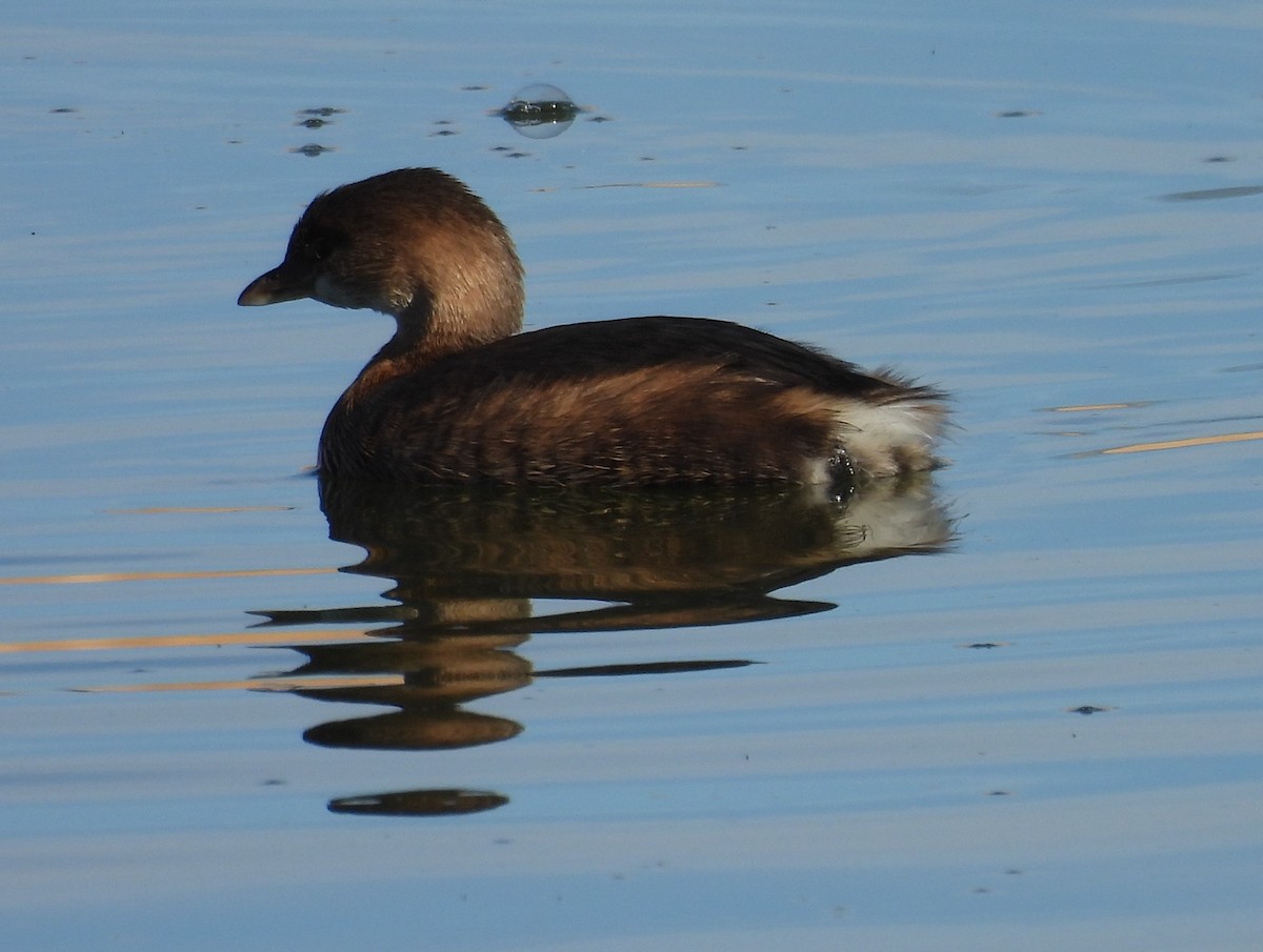 Pied-billed Grebe - ML646695364