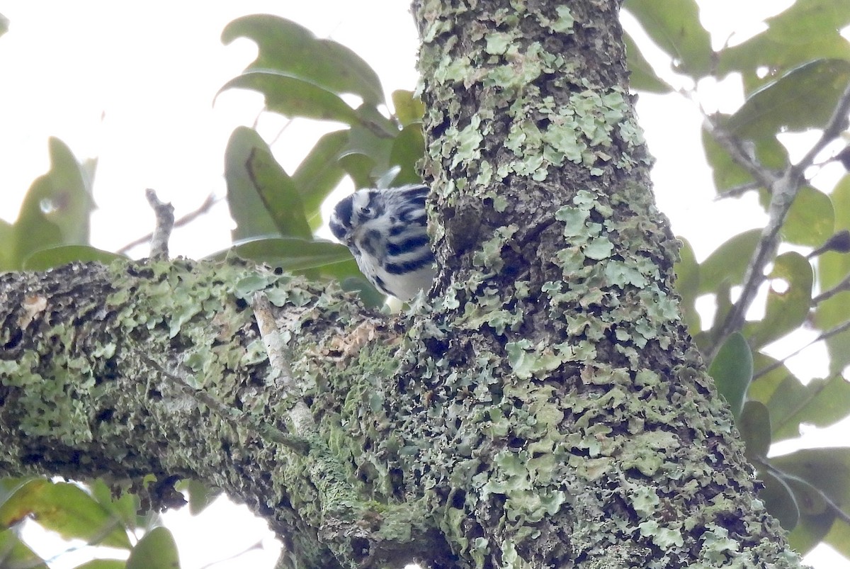 סבכון עקוד - ML646695365