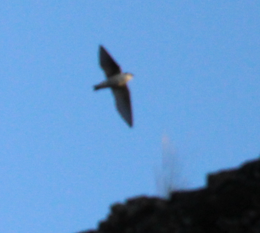 Violet-green Swallow - ML646695367