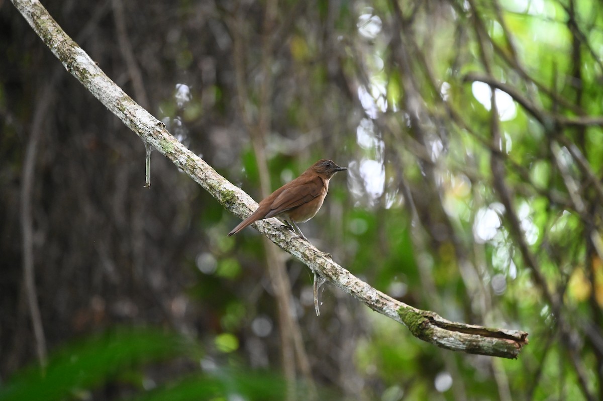 Swainson's Thrush - ML646695371