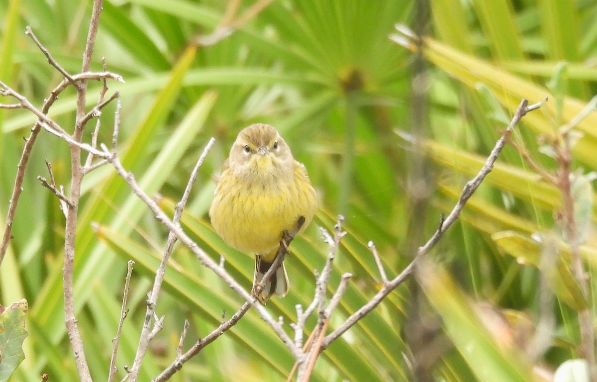 סבכון חום-כיפה - ML646695372