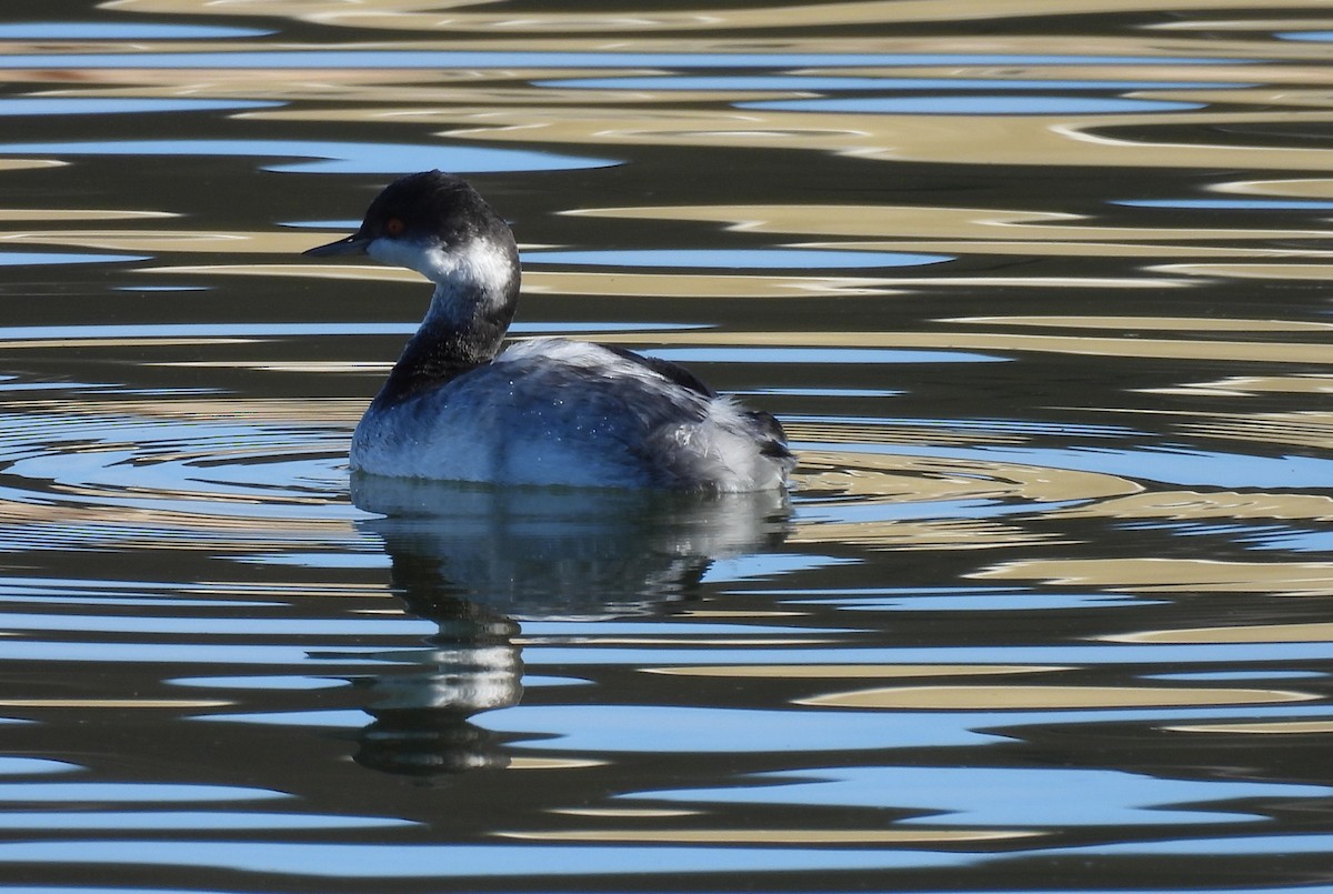 Eared Grebe - ML646695374