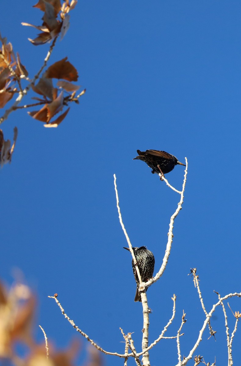 European Starling - ML646695378