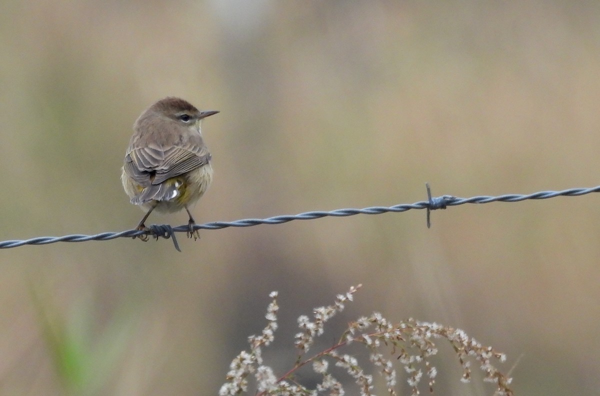 סבכון חום-כיפה - ML646695379