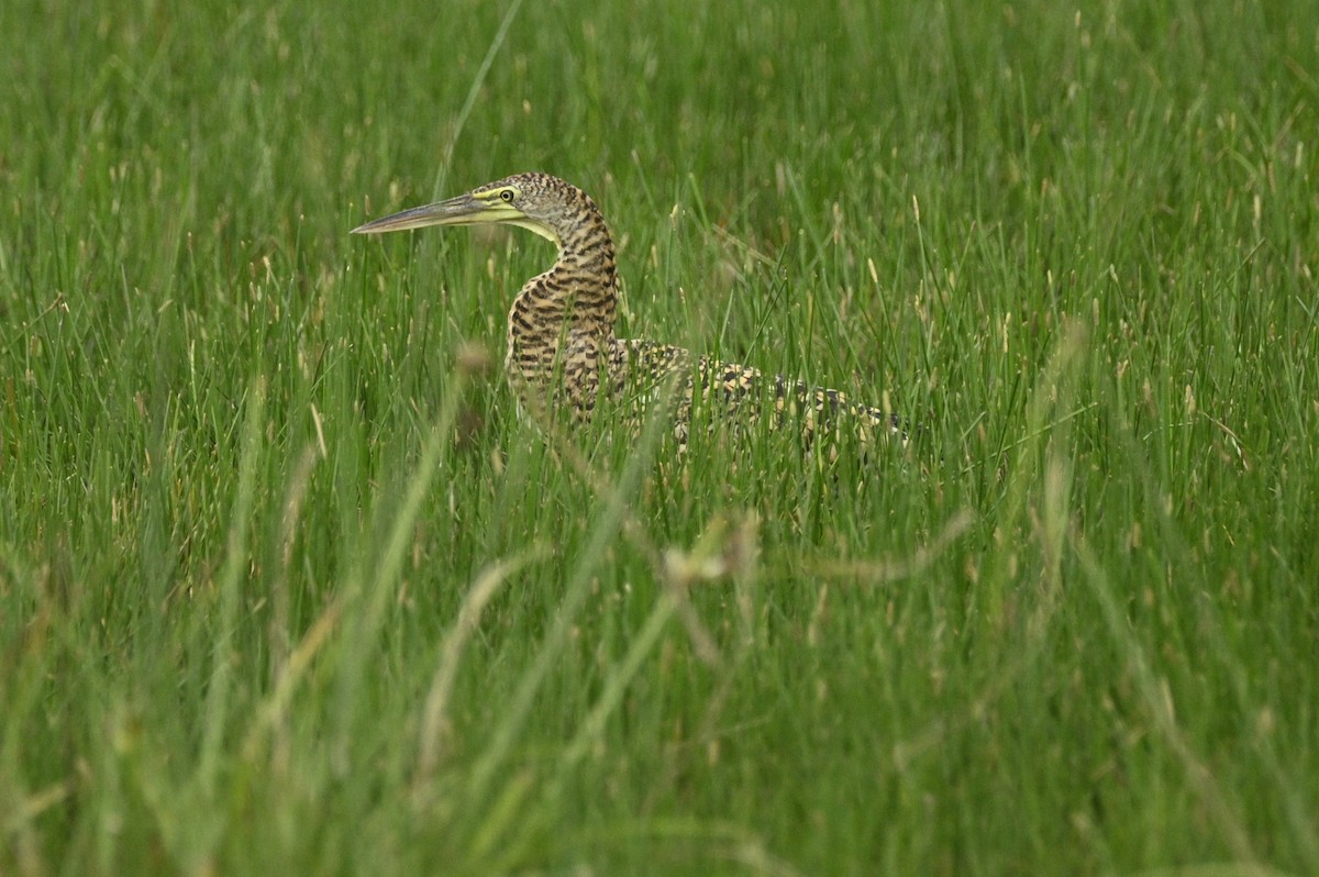 Bare-throated Tiger-Heron - ML646695381