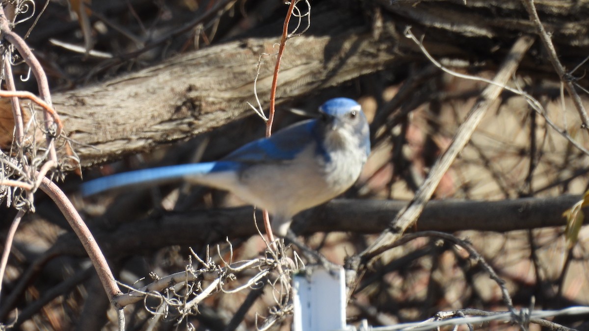 California Scrub-Jay - ML646695383