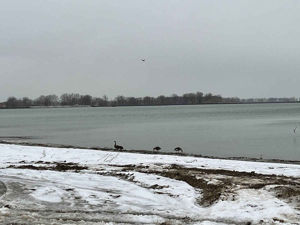 ברנטה קנדית - ML646695385