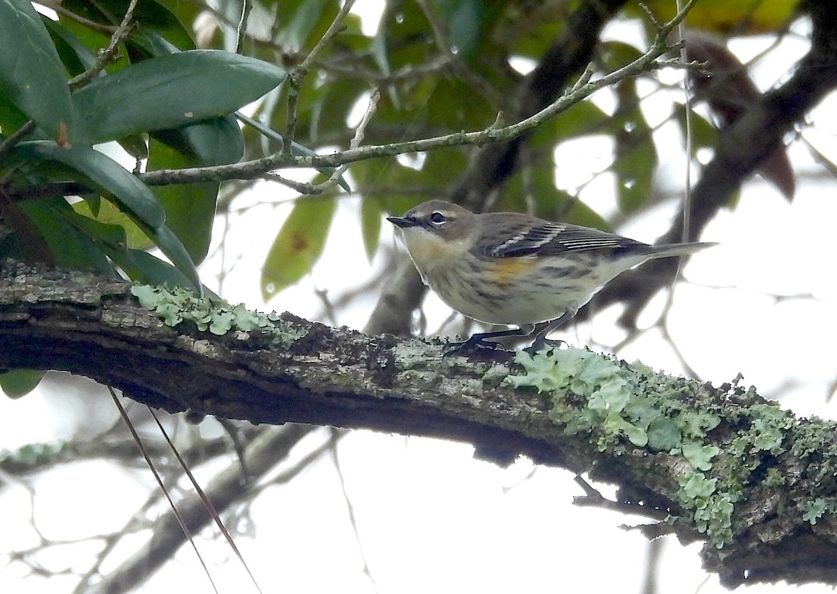 סבכון הכתר - ML646695387