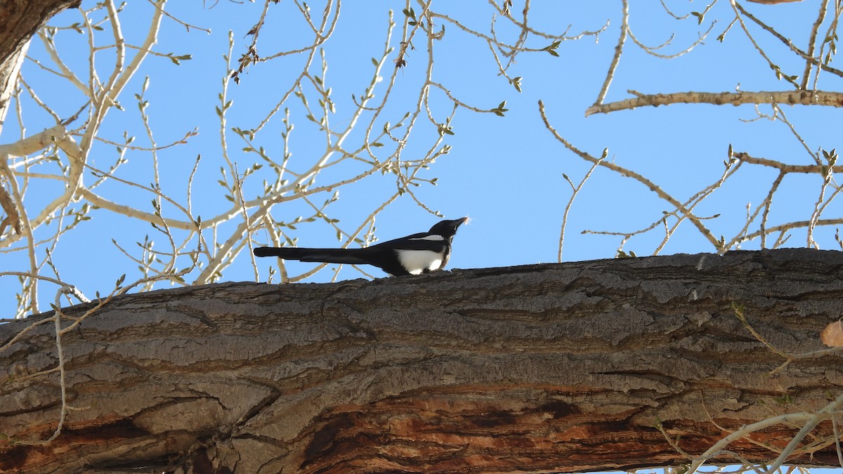Black-billed Magpie - ML646695388