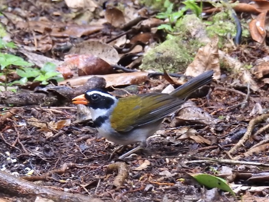 oransjenebbspurv - ML646695389