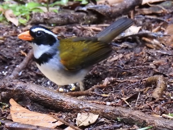 oransjenebbspurv - ML646695390