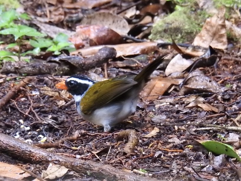 oransjenebbspurv - ML646695391