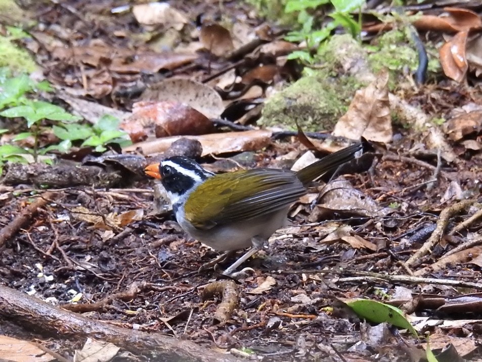 oransjenebbspurv - ML646695392