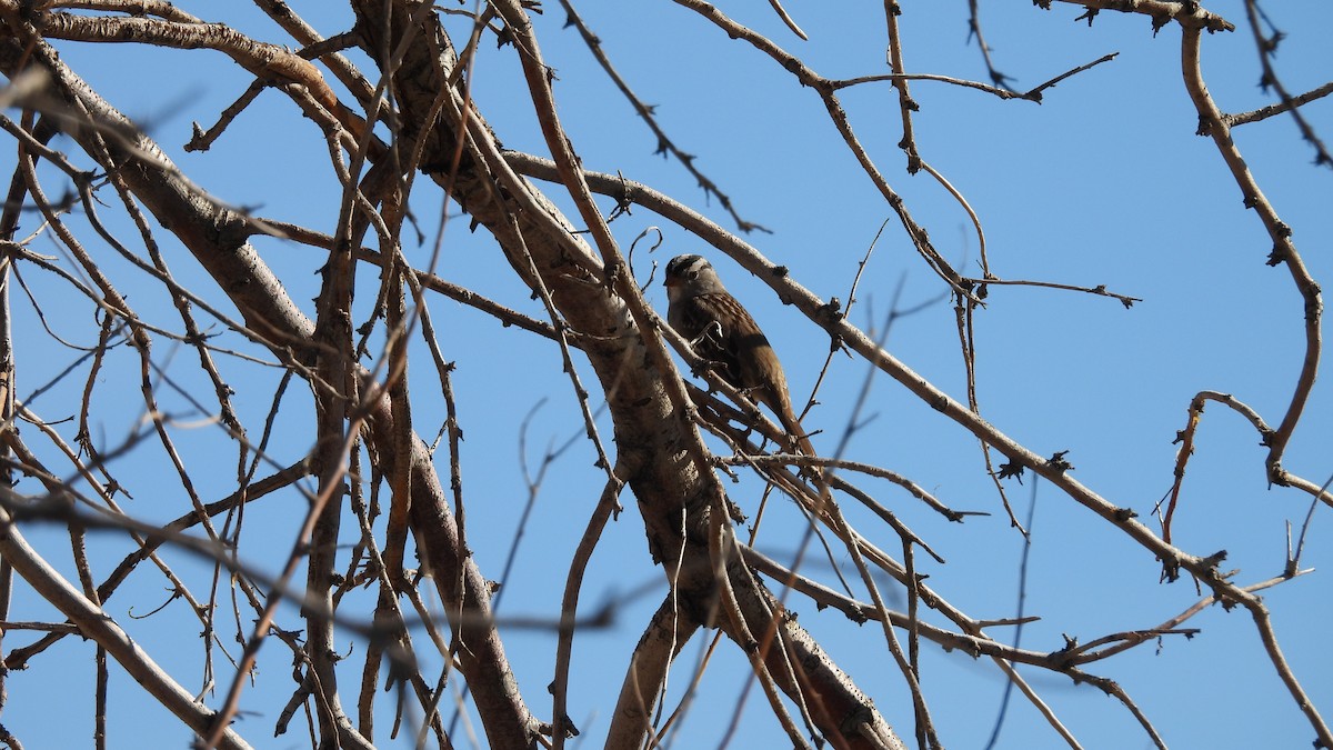 White-crowned Sparrow (Gambel's) - ML646695394