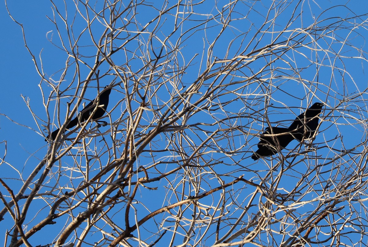 Great-tailed Grackle - ML646695396