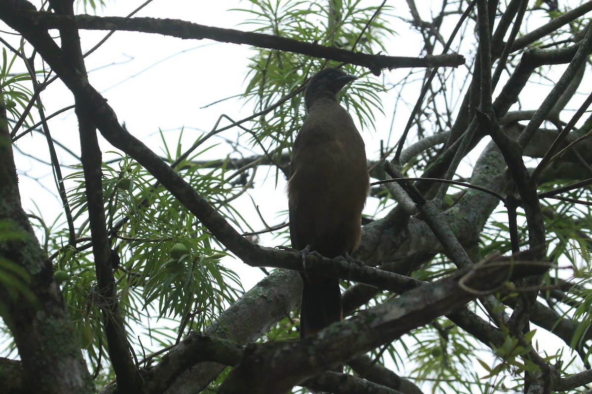 Rufous-vented Chachalaca - ML646695399