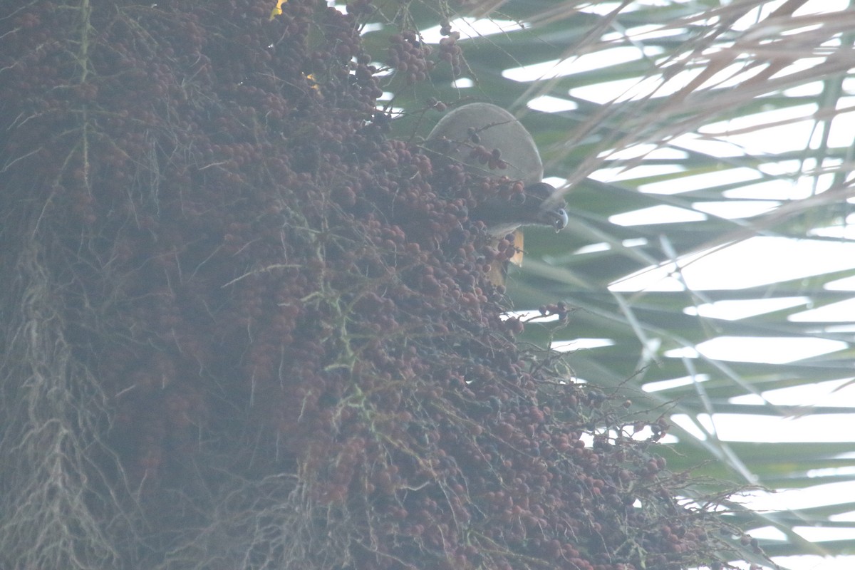 Rufous-vented Chachalaca - ML646695400